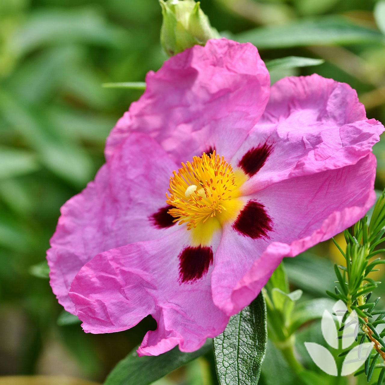 fleur violette ciste (cistus)