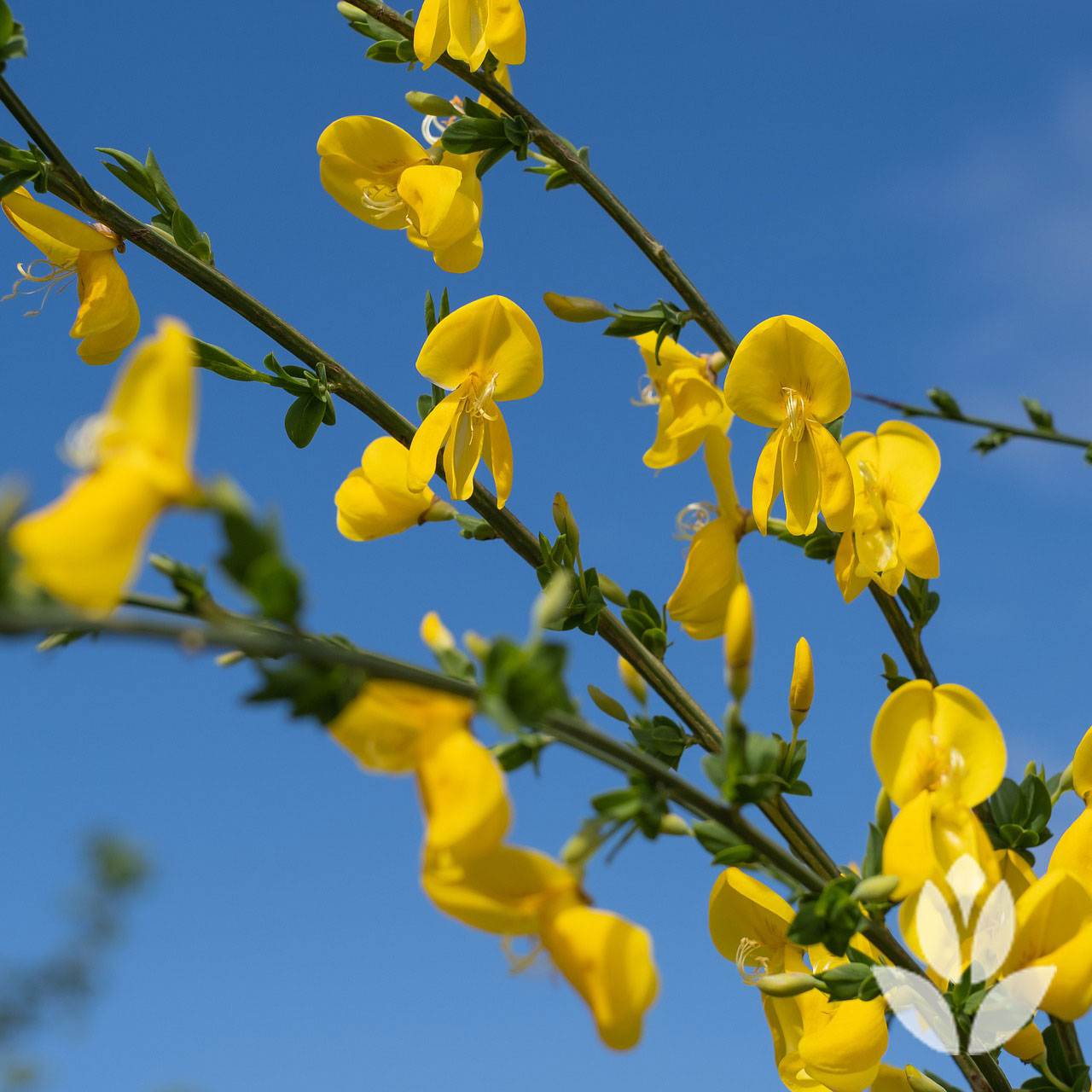 Fleurs jaunes genêt (Cytisus)