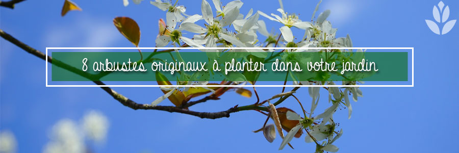 arbustes originaux