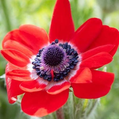 anémone rouge fleur