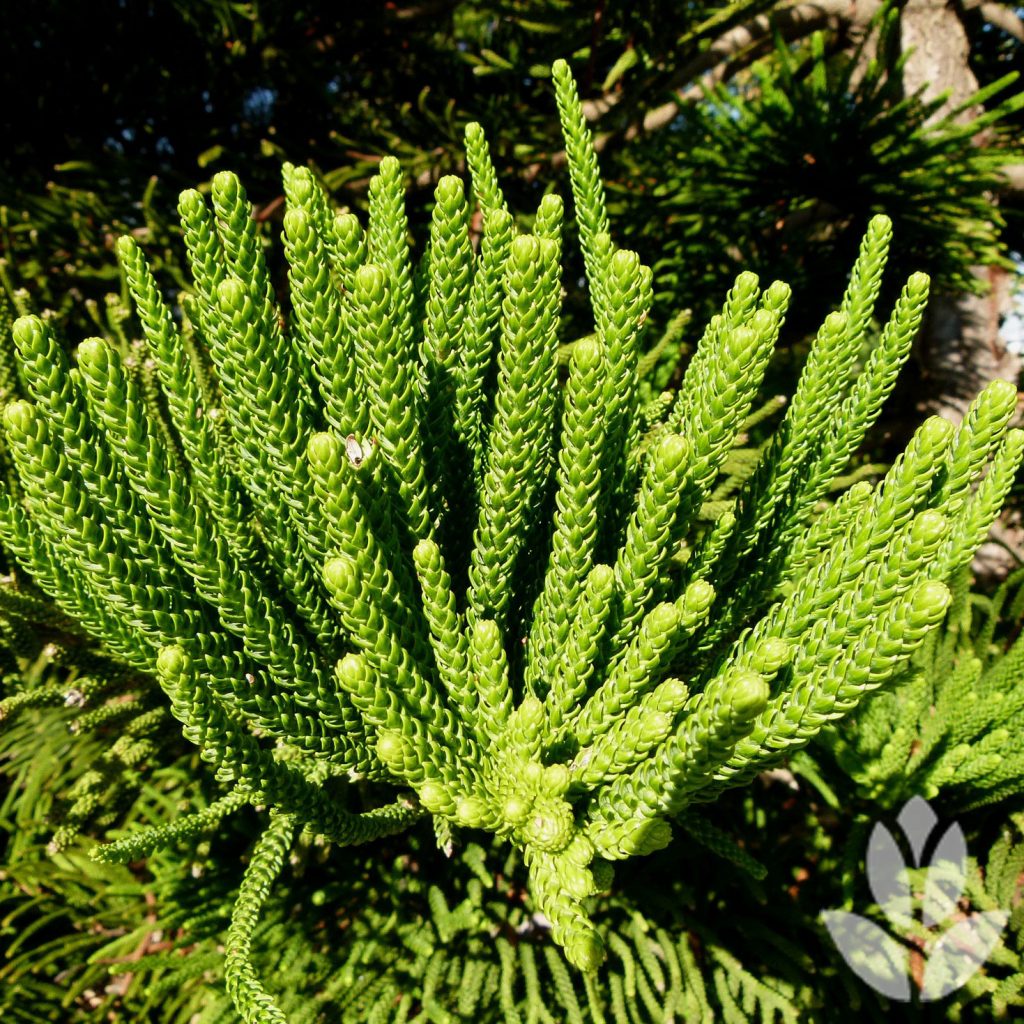 araucaria
