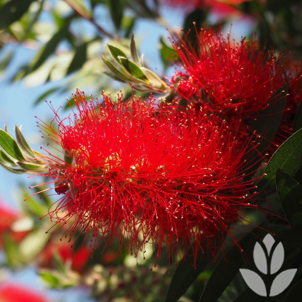 callistemon