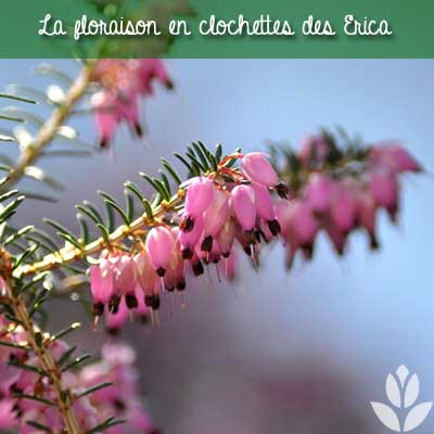 floraison en clochettes des bruyères Erica