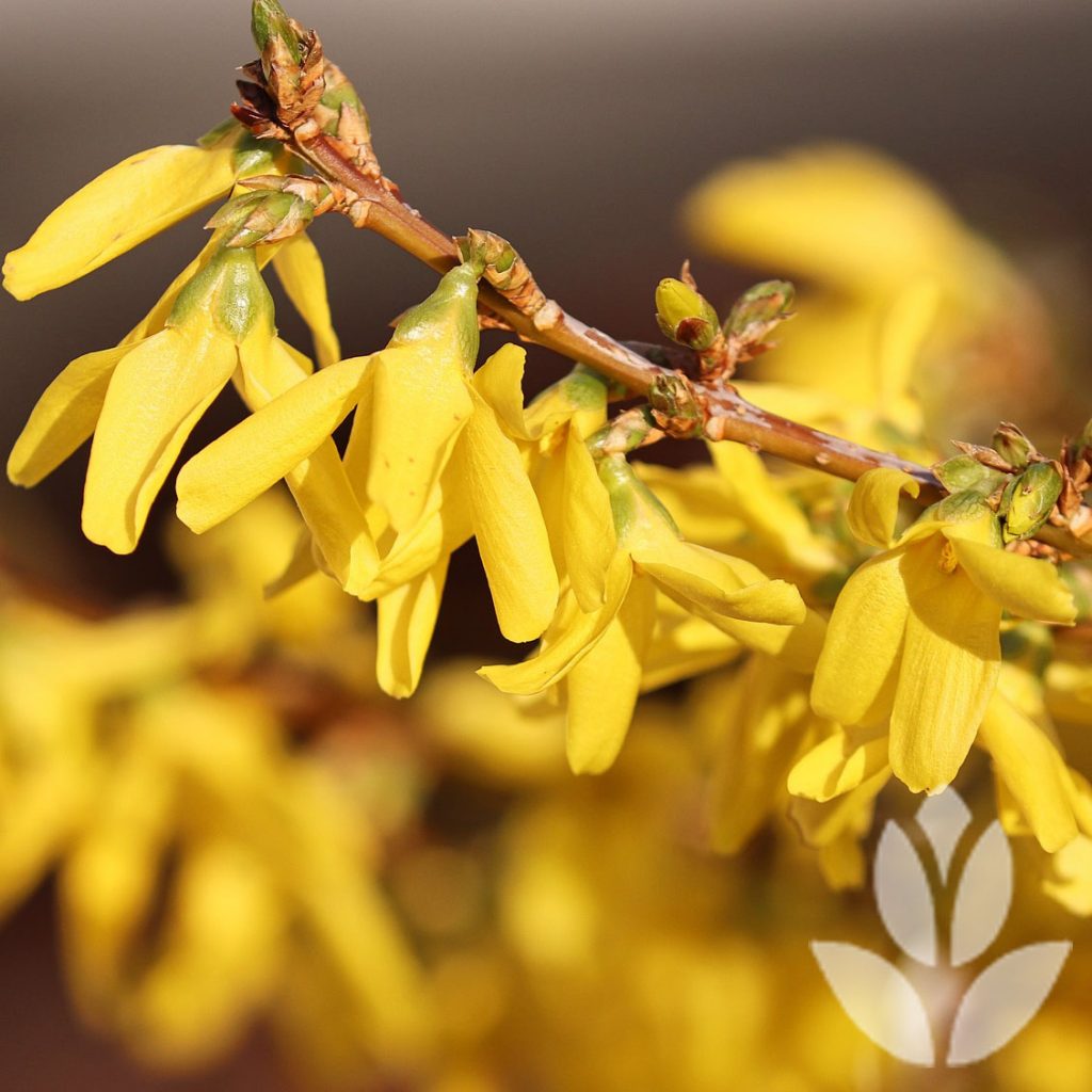 forsythia