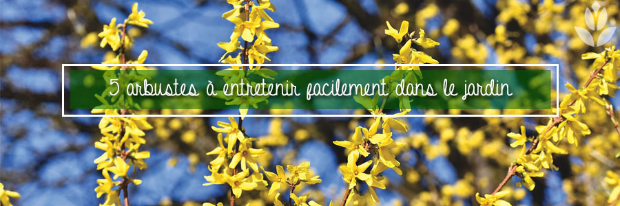 Arbustes à entretenir facilement