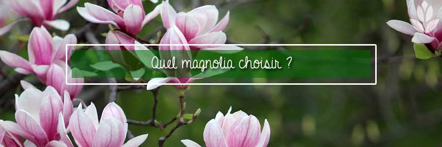 quel magnolia choisir pour le jardin?
