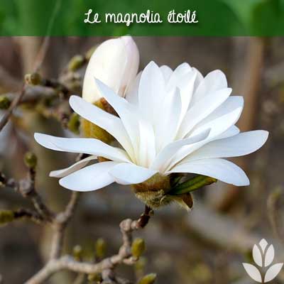 magnolia étoilé