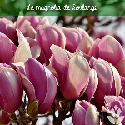magnolia de soulange
