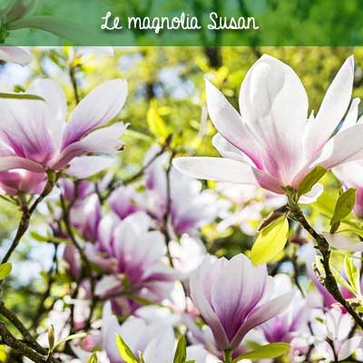 magnolia susan