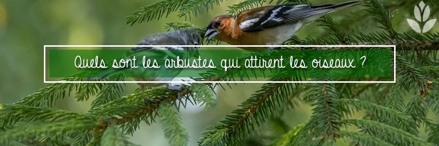 oiseaux sur une branche