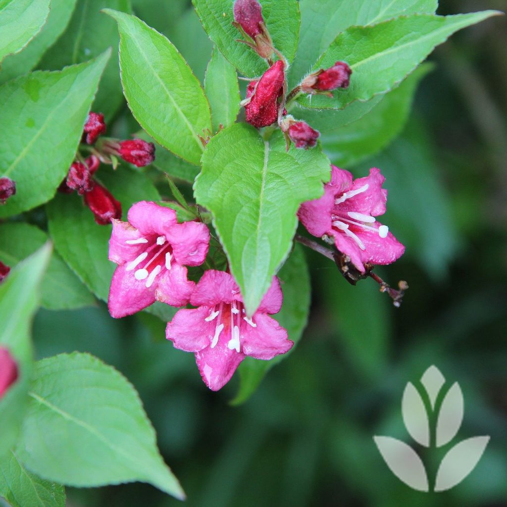 weigelia