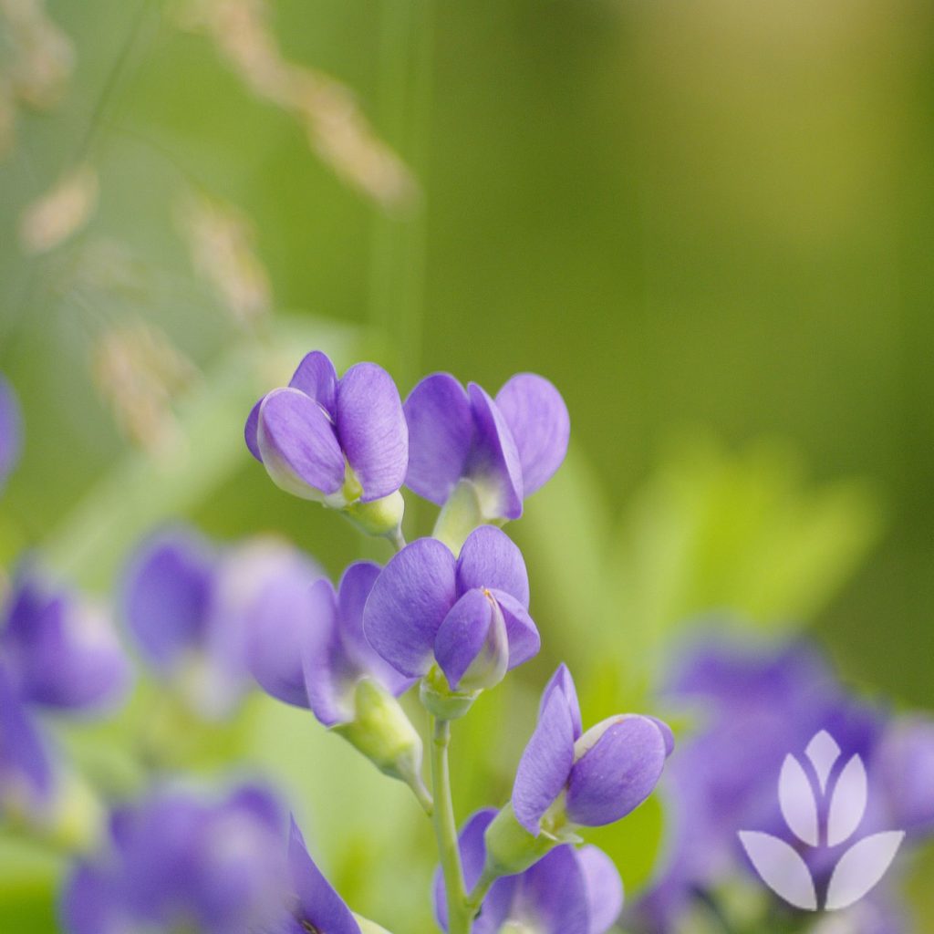 Baptisia