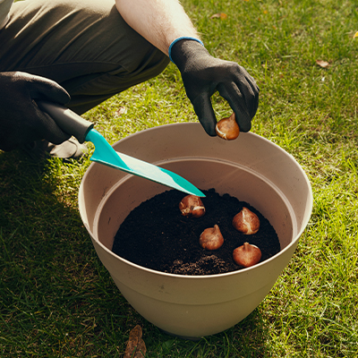 Comment s’y prendre pour planter les bulbes en lasagnes ?