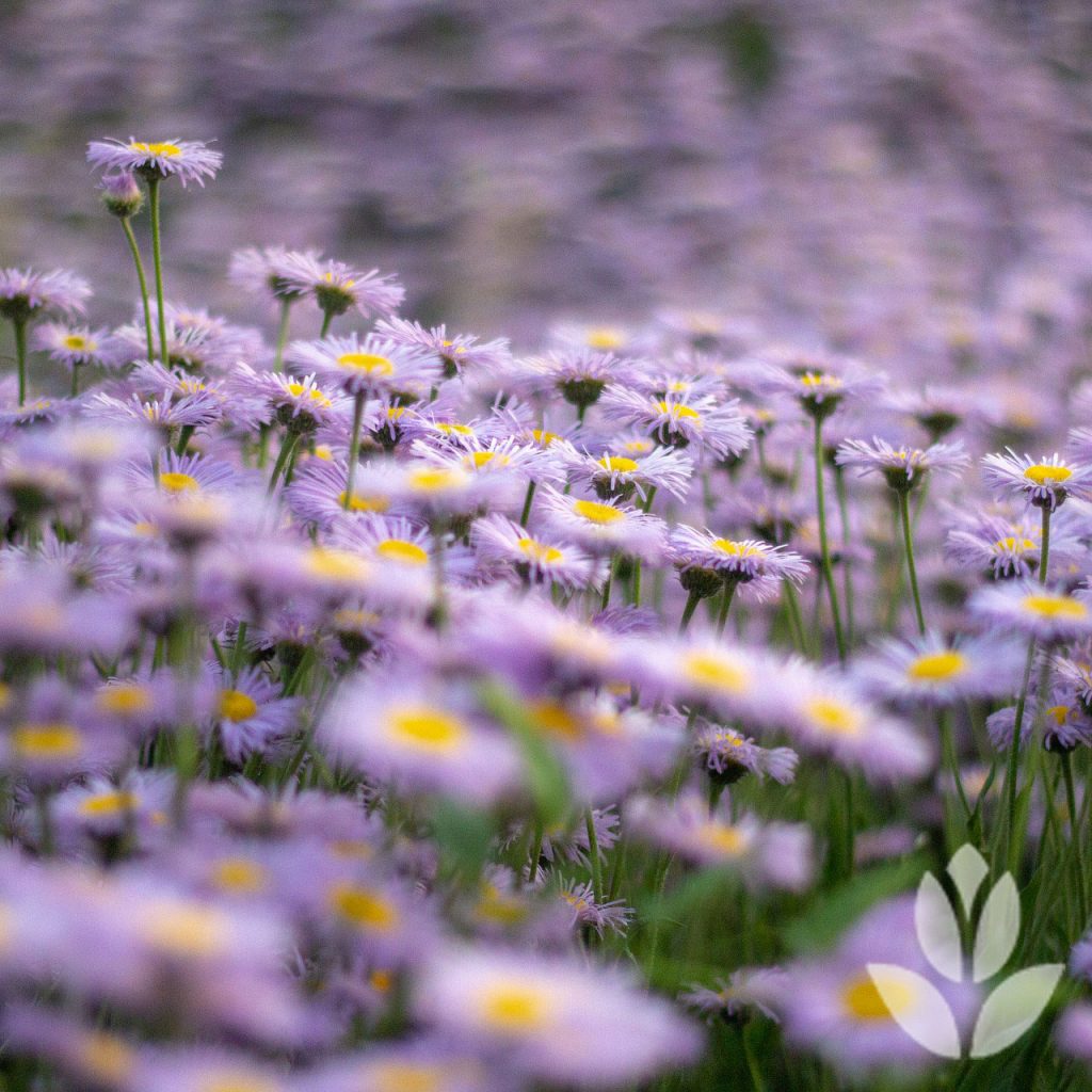 aster