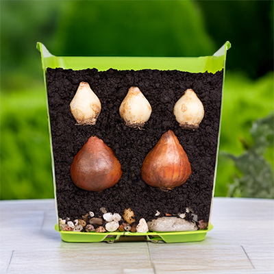 Le b.a-ba de la plantation en lasagnes