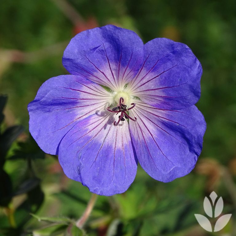 6 Vivaces Longue Floraison Conseil Jardin Willemse 6-vivaces-longue-floraison-conseil-jardin-willemse