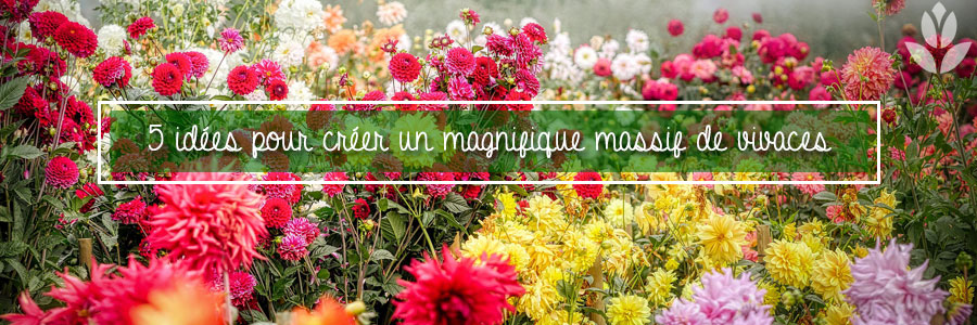 massif de dahlias