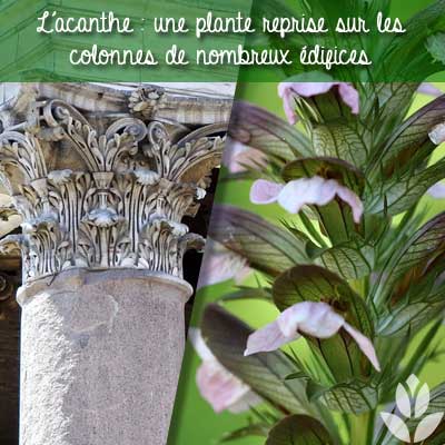 acanthe colonne
