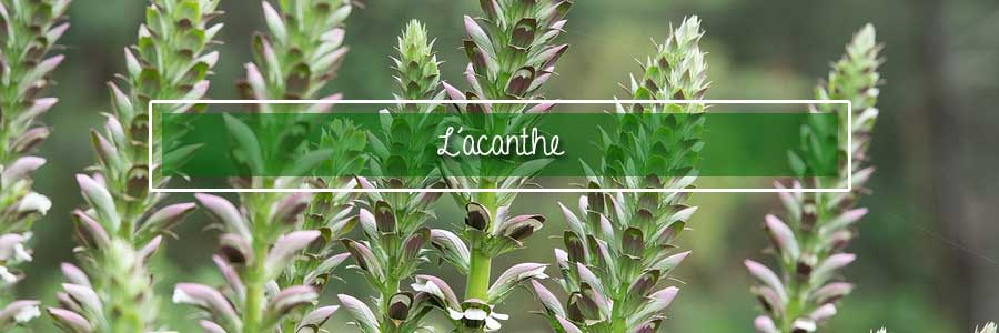 acanthe du jardin