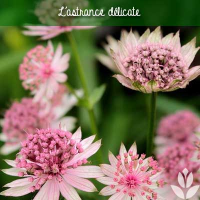 astrance