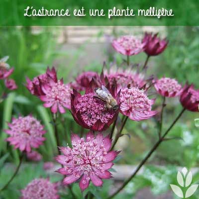 astrance mellifère abeille