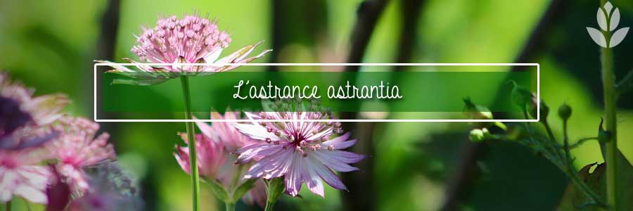 astrantia