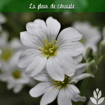 CERASTIUM tomentosum (Céraiste) - Les Plantes de Tonio