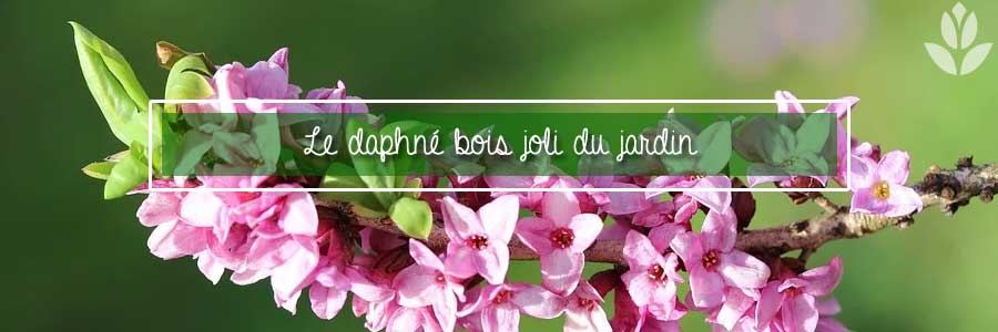 daphné bois joli