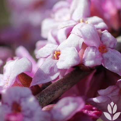 fleurs de daphné