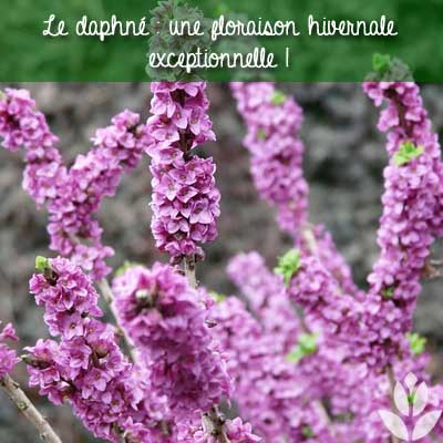 floraison hivernale de la daphné