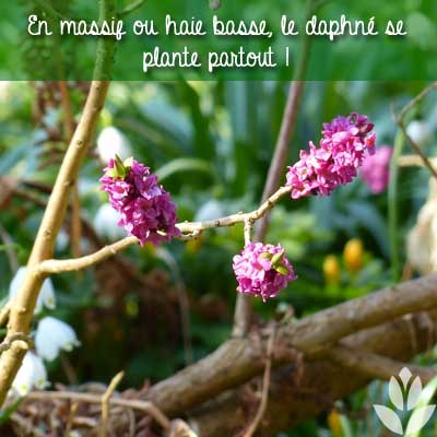 où planter le daphné?