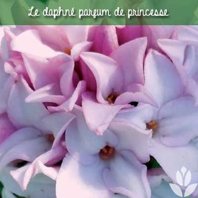 Daphné parfum de princesse
