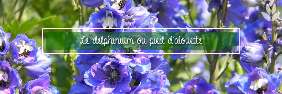 delphinium ou pied d'alouette