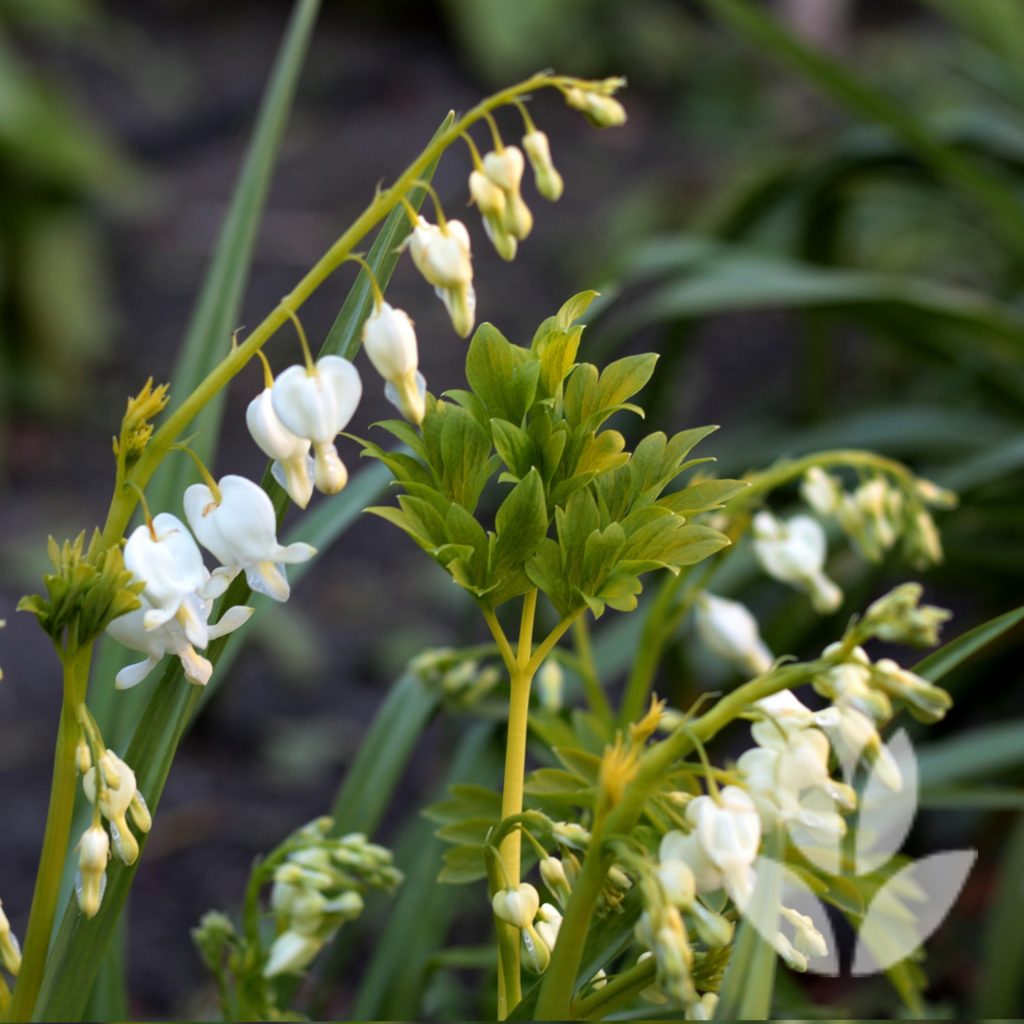 dicentra