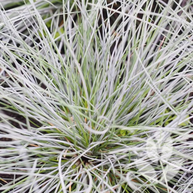 fétuque bleue