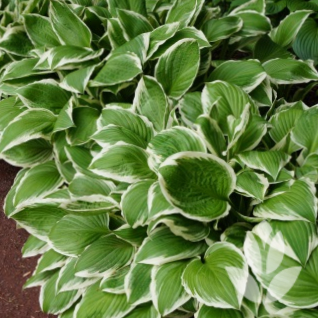 hosta
