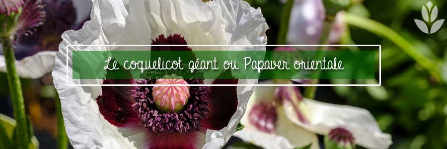 papaver orientale