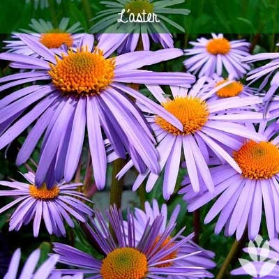 aster