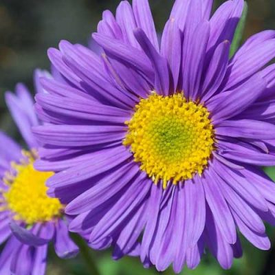 fleur violette aster