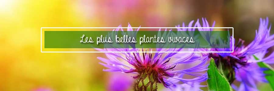 les plus belles plantes vivaces