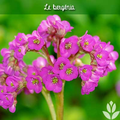 fleur violette bergénia