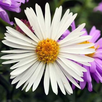 faux aster
