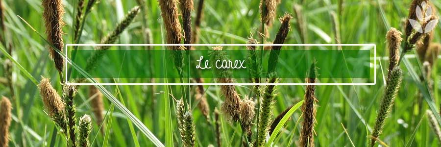 carex