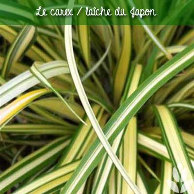 carex laiche du japon