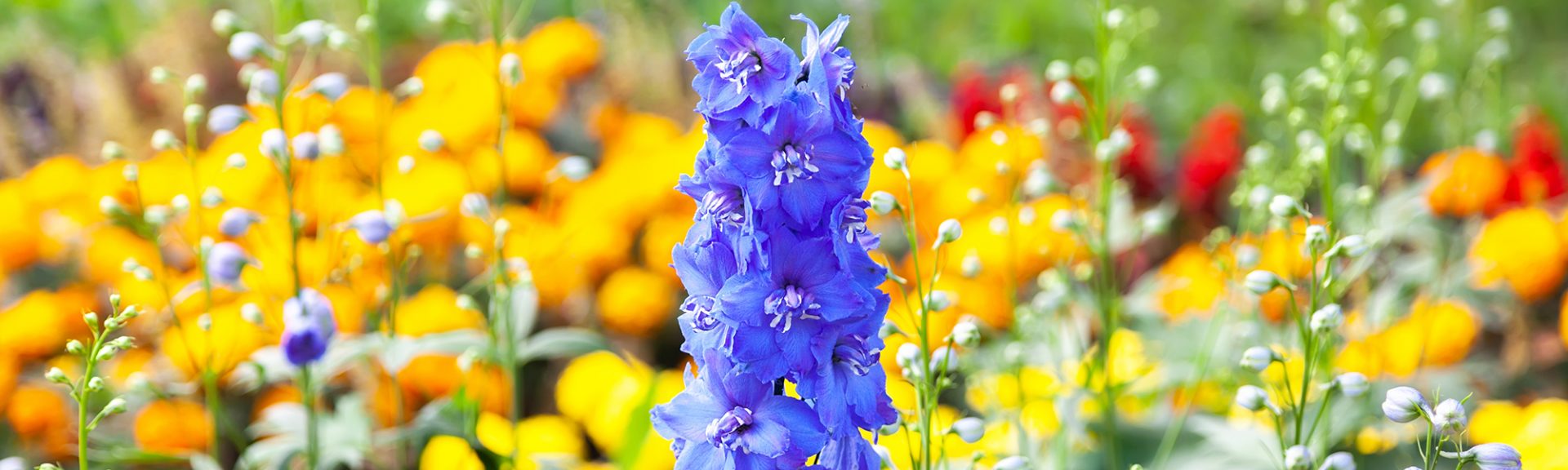 Fleurs de delphinium bleu