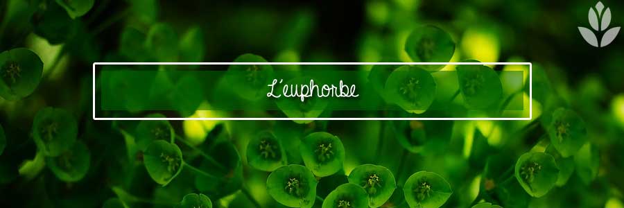euphorbe des bois
