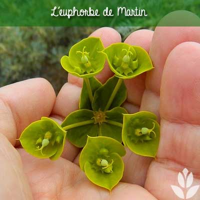 euphorbe de martin
