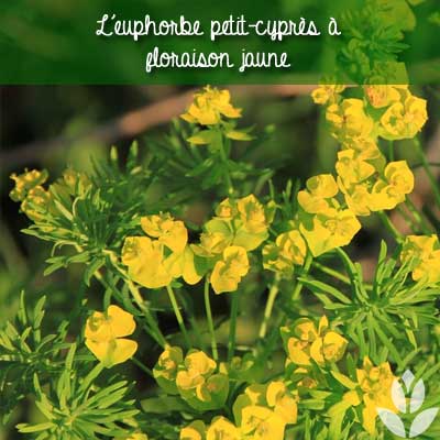 euphorbe petit cyprès fleurs jaunes