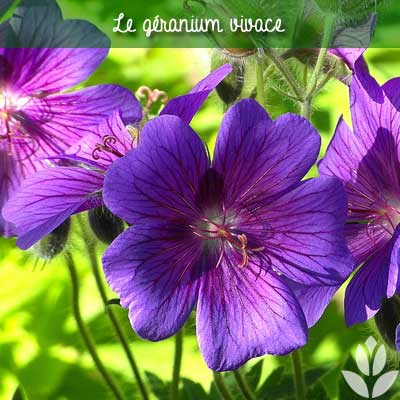 gérnaium vivace