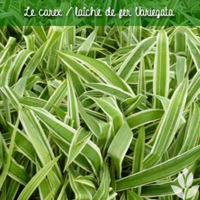 laiche variegata